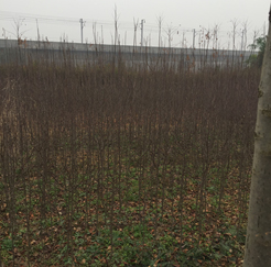 ���^�����塢��������漰��174��375�K�؉K�ϷNֲ����ľ��ֲ�M�u��