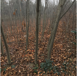 ���^�����塢��������漰��174��375�K�؉K�ϷNֲ����ľ��ֲ�M�u��